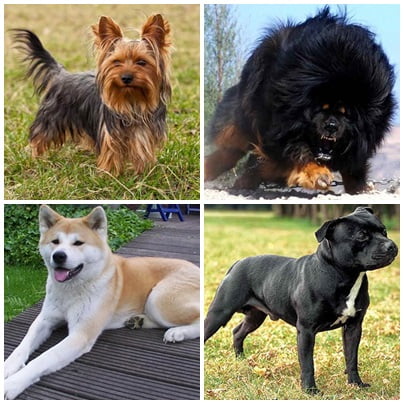 10 most costly breeds of dogs in pakistan