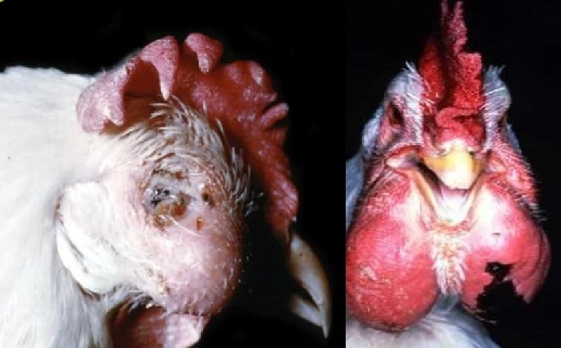 Fowl cholera, introduction, etiology and transmission, clinical findings, lesions, diagnosis, prevention and treatment