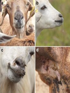 Ppr, pests des petits ruminants etiology, epidemiology, pathogenesis, clinical finding , diagnosis and treatment