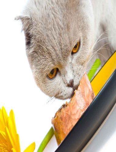 Principles of feline nutrition