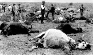 Rinderpest a disease of cattle buffalo epidemiology, pathogenesis, diagnosis and treatment