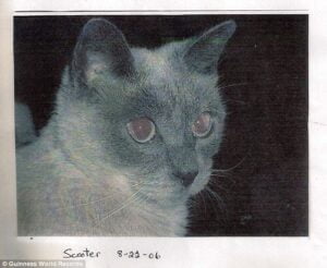World's oldest cat , guinness record holder