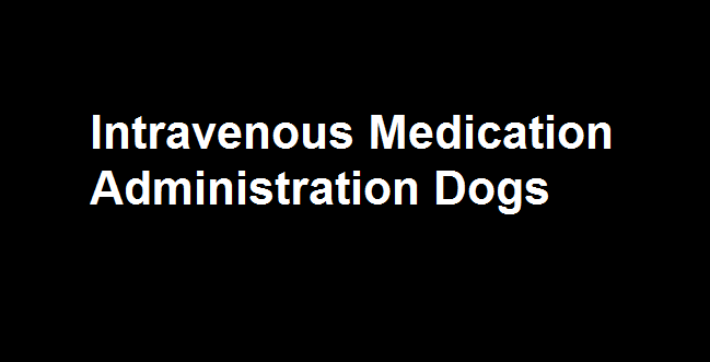 Intravenous medication administration dogs