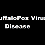 BuffaloPox Virus Disease By Veterinarydiscussions