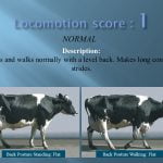 Locomotion score 1 NORMAL Description