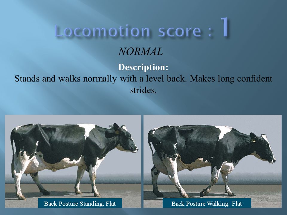 Locomotion score 1 NORMAL Description