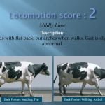 Locomotion score 2 Mildly lame Description