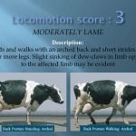 Locomotion score 3 MODERATELY LAME Description