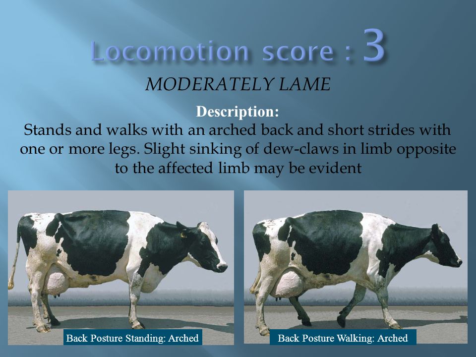 Locomotion score 3 MODERATELY LAME Description