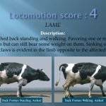 Locomotion score 4 LAME Description