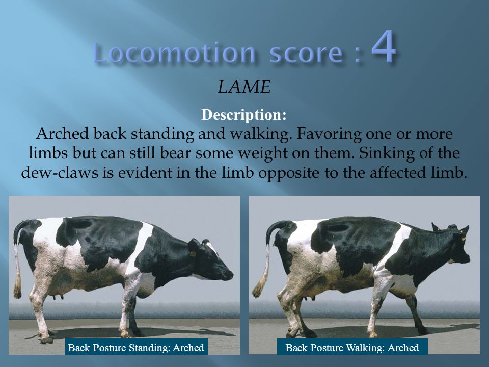 Locomotion score 4 LAME Description