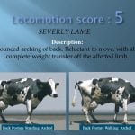 Locomotion score 5 SEVERLY LAME Description