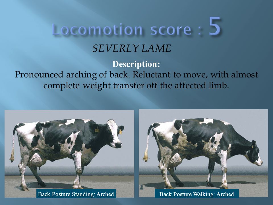 Locomotion score 5 SEVERLY LAME Description