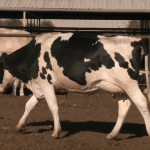 Locomotion Scoring Dairy Cattle