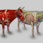 3D Bovine Anatomy.jpg