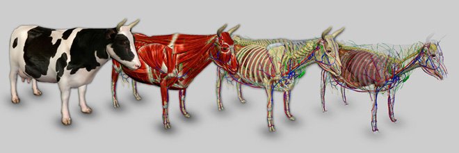 3D Bovine Anatomy.jpg - PDF Library