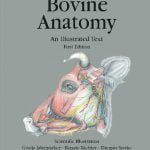 Bovine Anatomy An Illustrated Text First Edition PDF