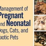 Management Of Pregnant And Neonatal Dogs, Cats, And Exotic Pets PDF