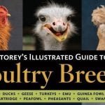 Storeys Illustrated Guide To Poultry Breeds Complete PDF