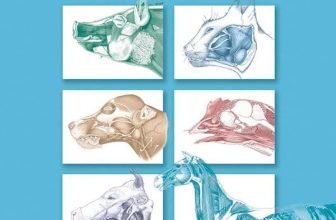 Textbook Of Veterinary Anatomy 4th Edition