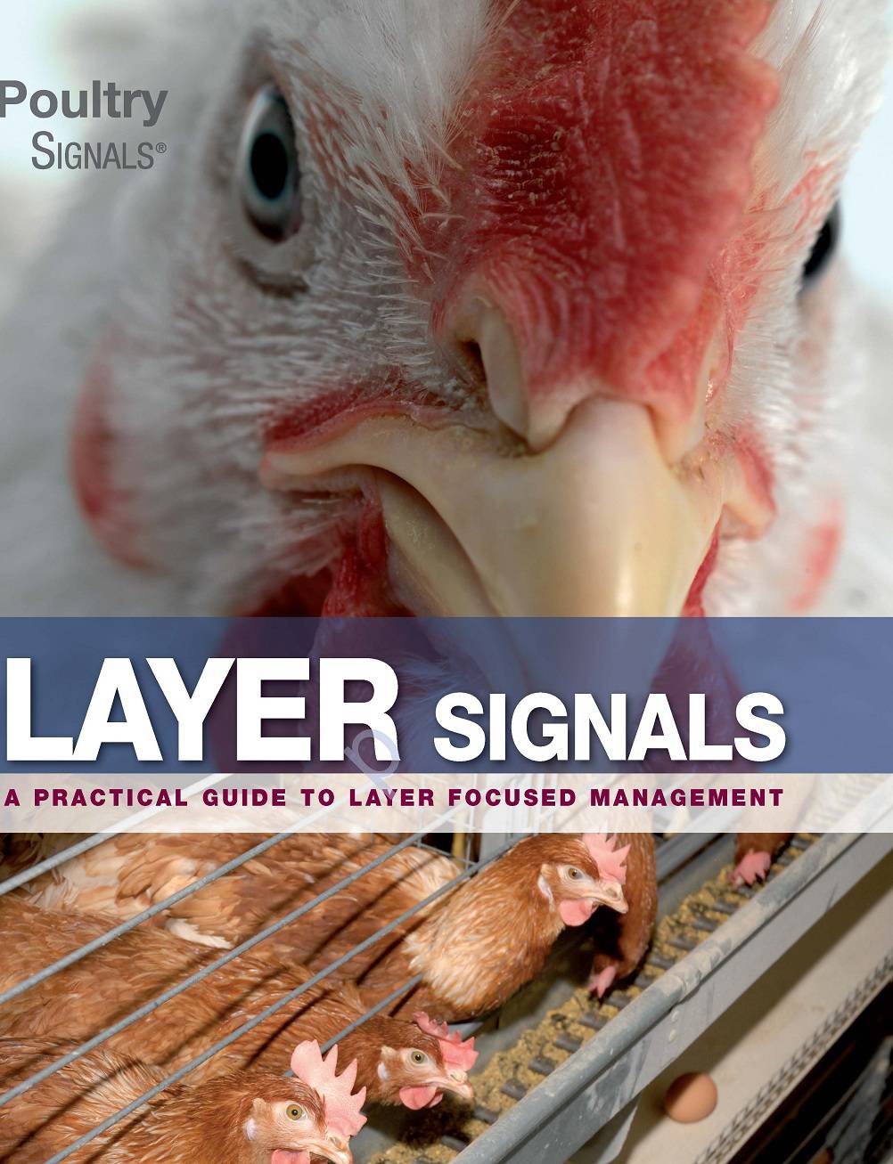 Layer Signals PDF