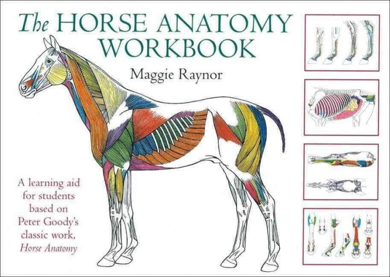 The Horse Anatomy Workbook PDF