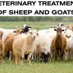 Veterinary Treatment Of Sheep And Goats PDF Download