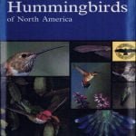 A Field Guide To Hummingbirds Of North America