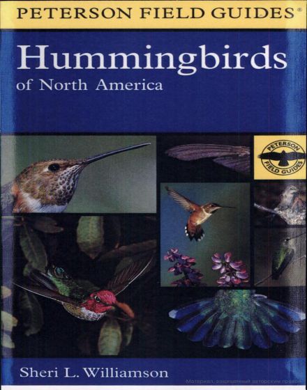 A Field Guide To Hummingbirds Of North America
