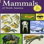 Peterson Field Guide To Mammals Of North America 4th Edition
