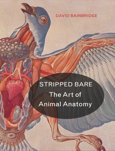 Stripped bare the art of animal anatomy