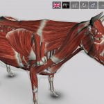 3D Bovine Anatomy Android App 01