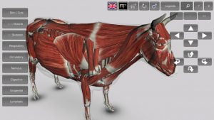 3D Bovine Anatomy Android App 01