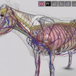 3D Bovine Anatomy Android App 02