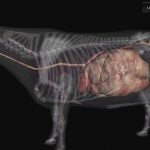 3D Bovine Anatomy Android App 03