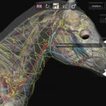 3D Horse Anatomy Android App 02