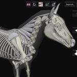 3D Horse Anatomy Android App 04