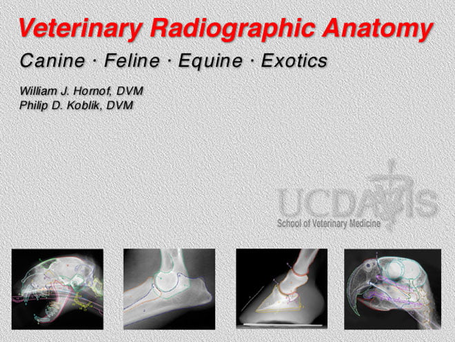 Veterinary Radiographic Anatomy Windows Application