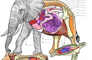 Veterinary anatomy coloring book