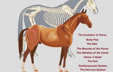 Horse anatomy coloring book 1st edition