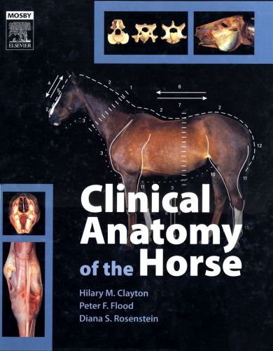 Clinical anatomy of the horse 1st edition