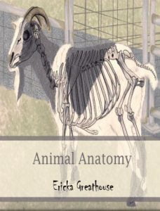 Animal anatomy 1st edition