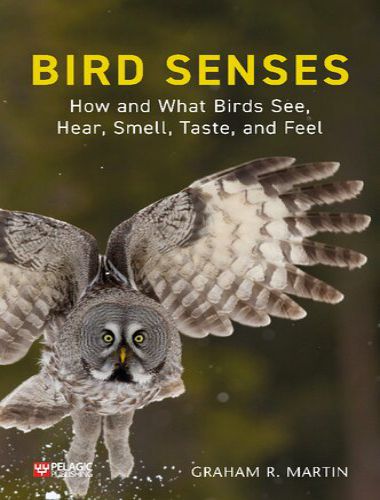 Bird senses how and what birds see, hear, smell, taste and feel