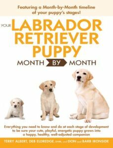Your labrador retriever puppy month by month