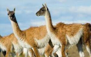 Abortion in camelids