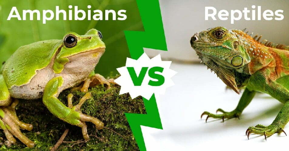 Difference between reptiles and amphibians