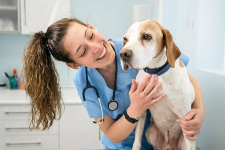 How to book a vet?