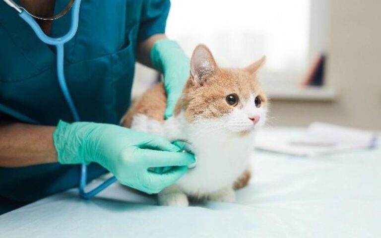 Top animal hospitals