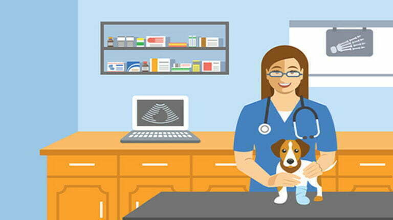 Veterinarian doctor holds dog on examination table