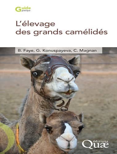 Lélevage des grands camélidés